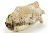 Fossil Hyaenodon Skull - South Dakota #314720-2